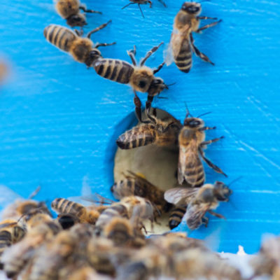 Heinrichsthaler Bienenvölker im Kältemodus