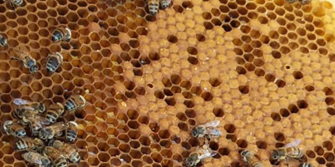Schwarmzeit bei den Heinrichsthaler Honigbienen