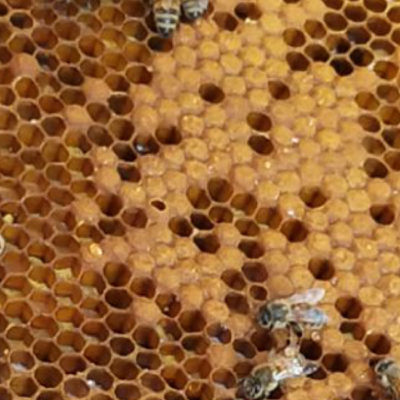 Schwarmzeit bei den Heinrichsthaler Honigbienen